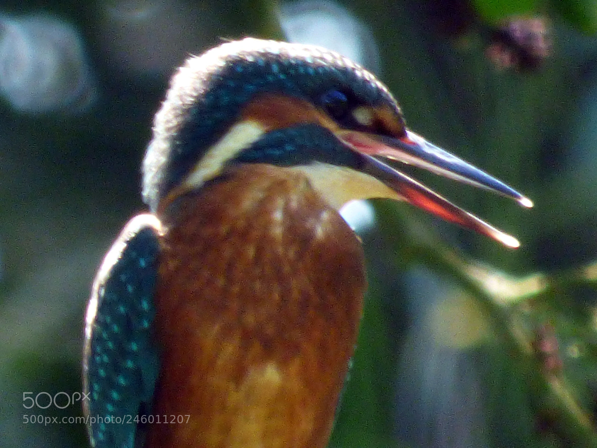 Panasonic DMC-FZ72 sample photo. Kingfisher 8 photography