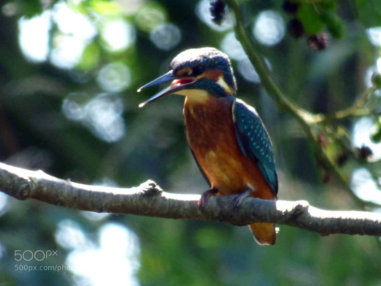Panasonic DMC-FZ72 sample photo. Hot kingfisher photography