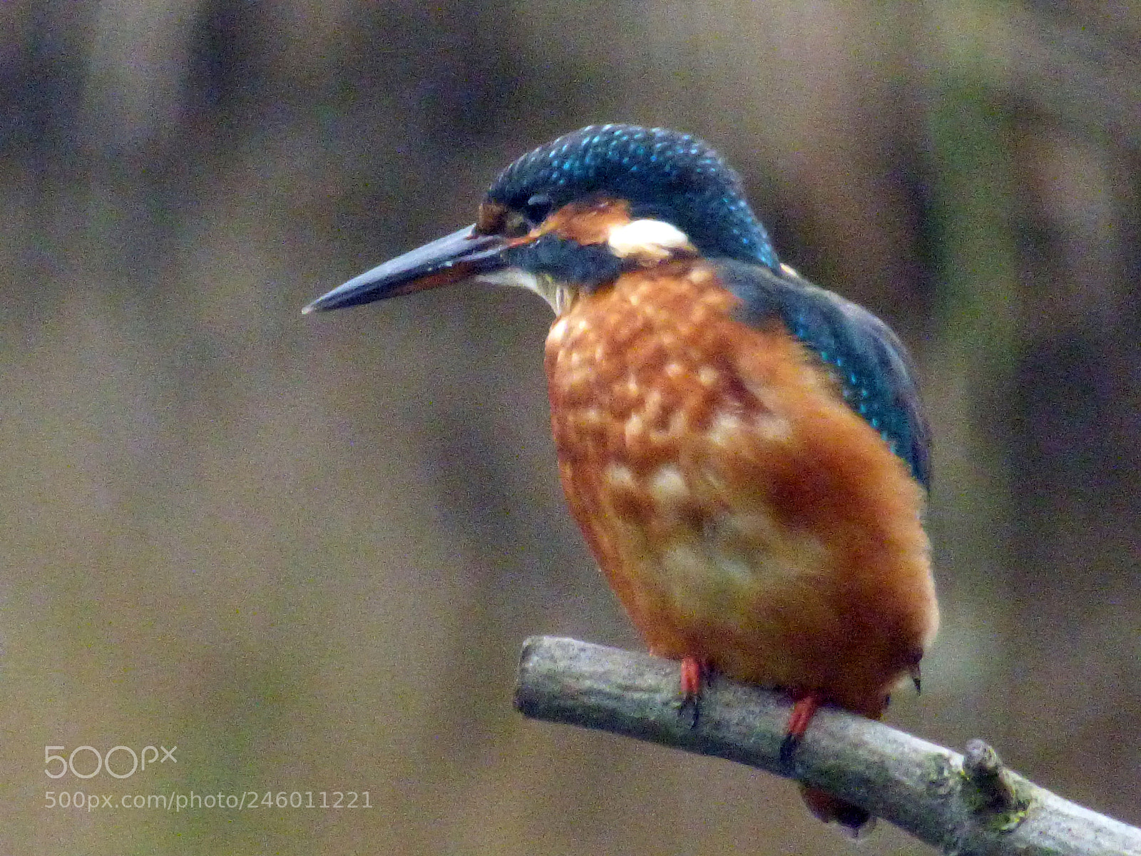 Panasonic DMC-FZ72 sample photo. Kingfisher 7 photography