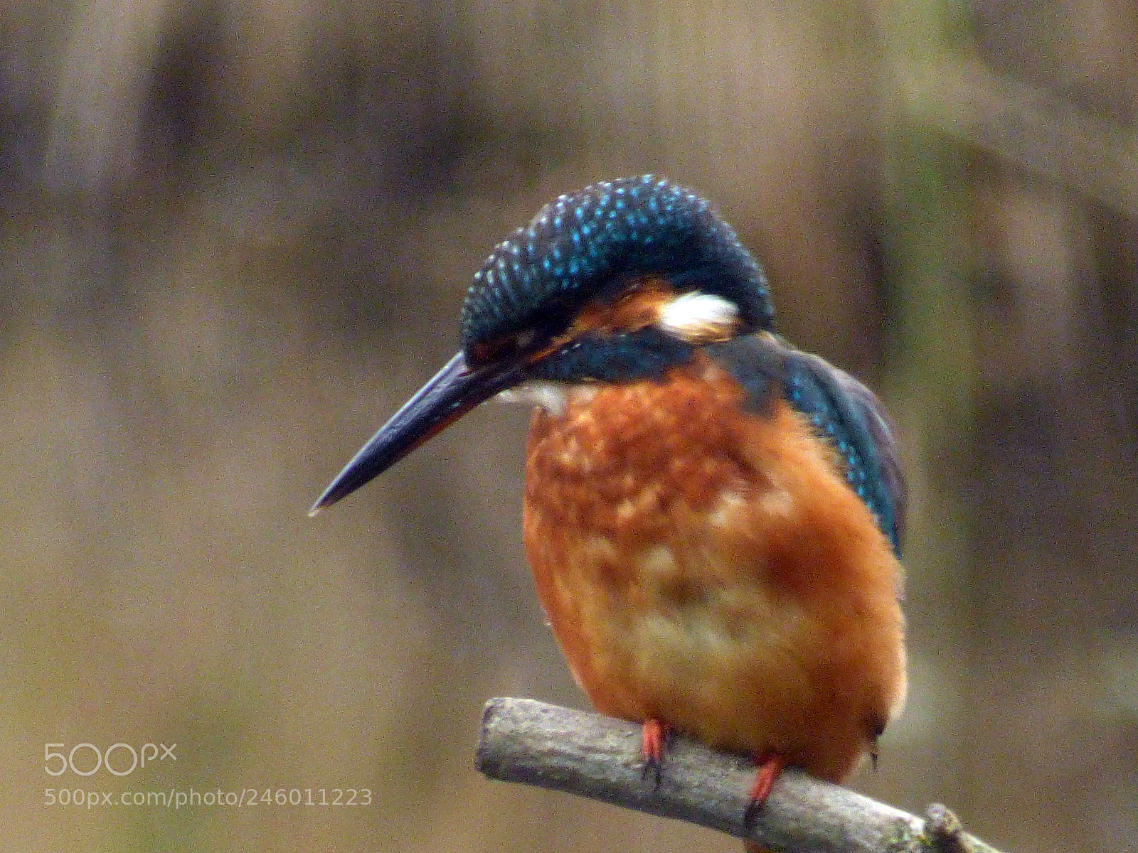 Panasonic DMC-FZ72 sample photo. Kingfisher 8 photography