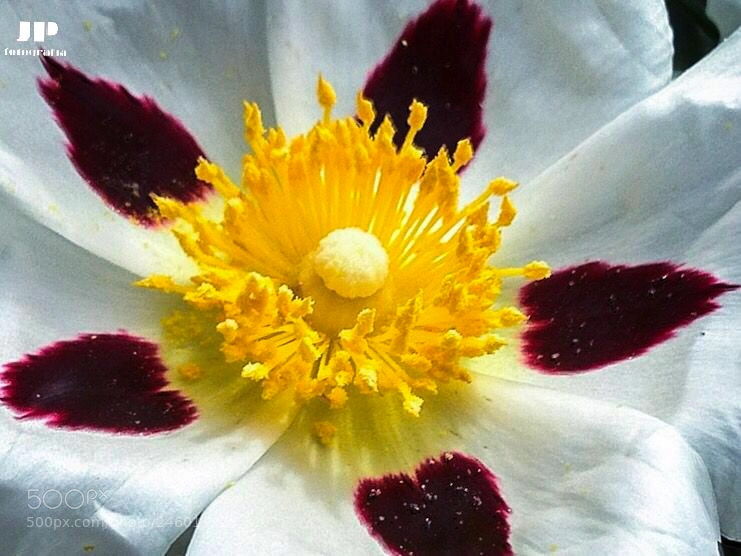 Apple iPhone 4S sample photo. Jara photography