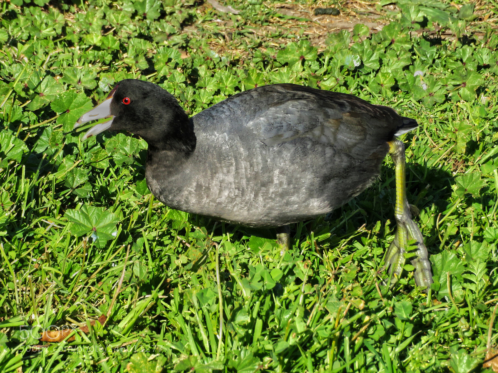 Canon PowerShot SX720 HS sample photo. Big foot photography