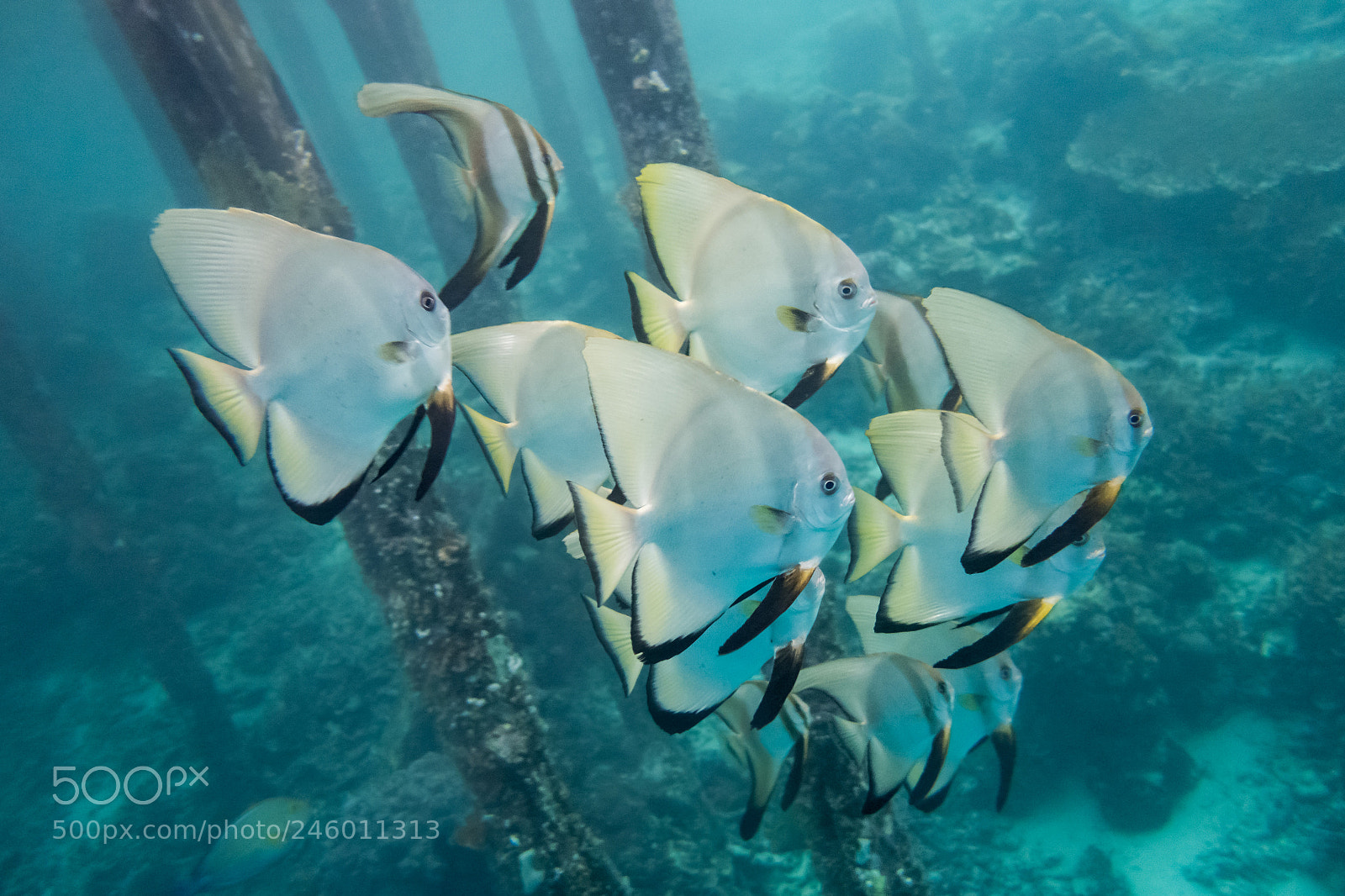 Sony Cyber-shot DSC-RX100 II sample photo. Batfish school in raja photography