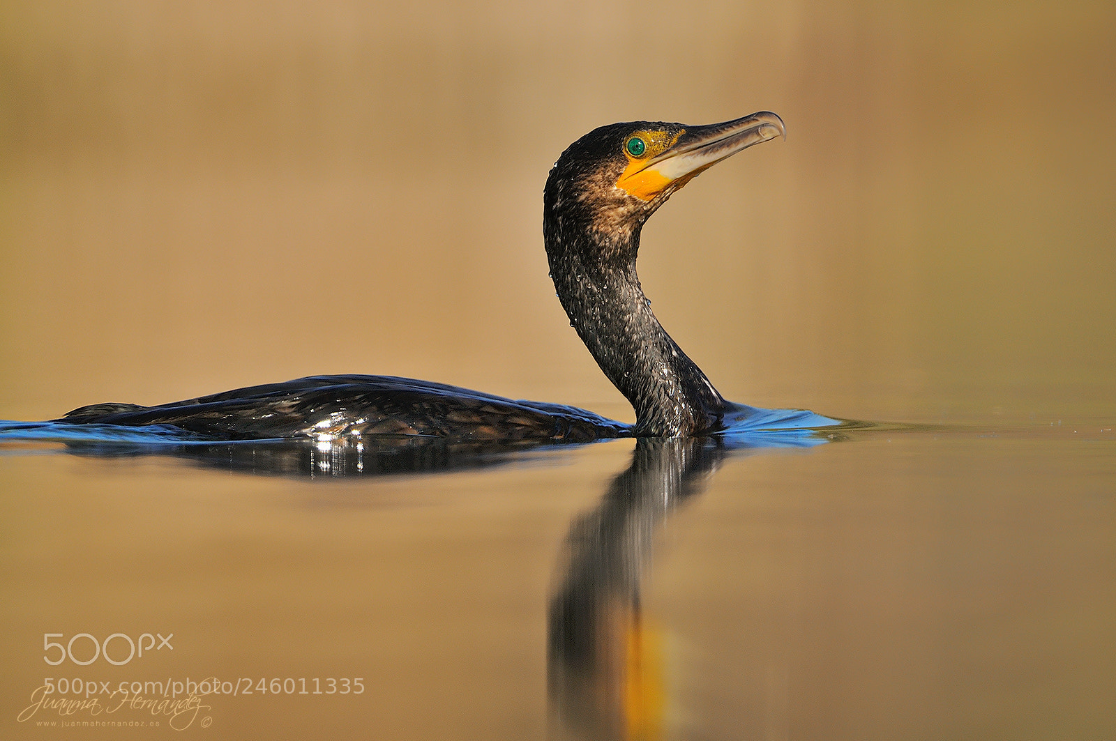 Nikon D300 sample photo. Cormorant photography