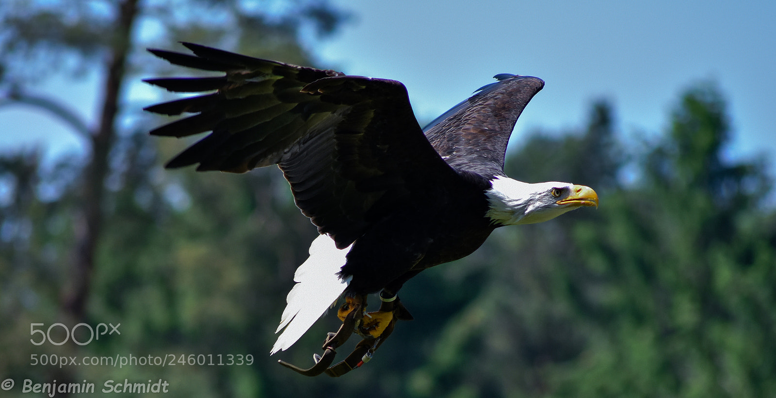 Nikon D7200 sample photo. Bird photography