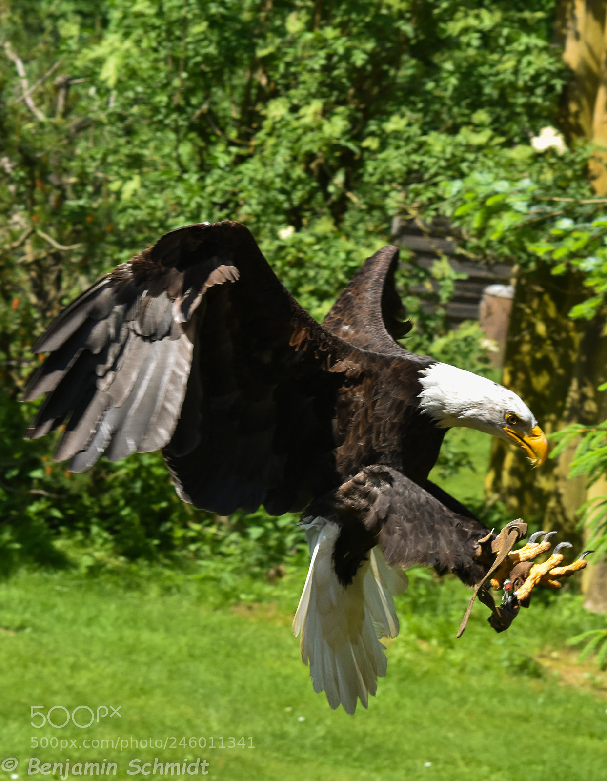 Nikon D7200 sample photo. Bird photography