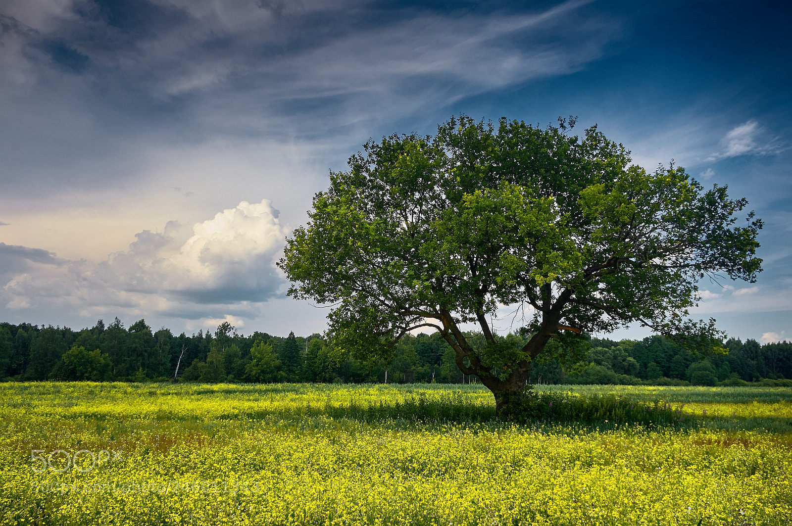 Pentax K-r sample photo. Lonely tree at field photography