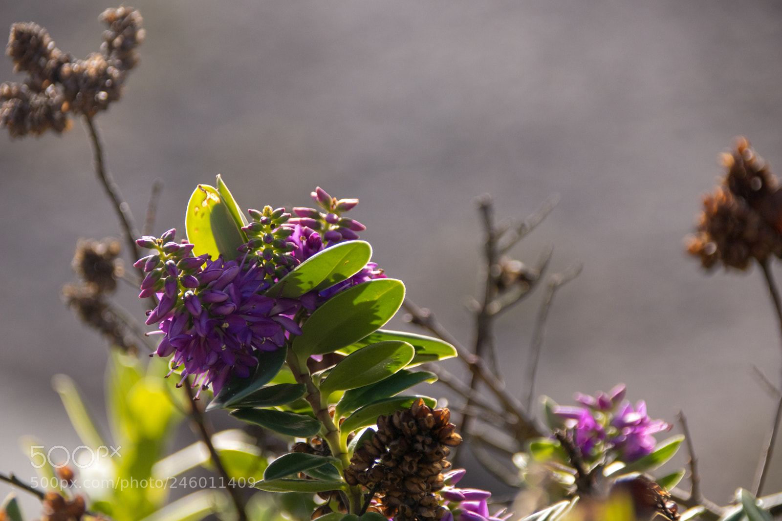 Canon EOS 77D (EOS 9000D / EOS 770D) sample photo. Purple flowers photography