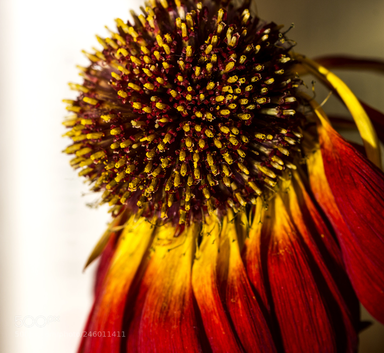 Canon EOS 700D (EOS Rebel T5i / EOS Kiss X7i) sample photo. Gerbera photography