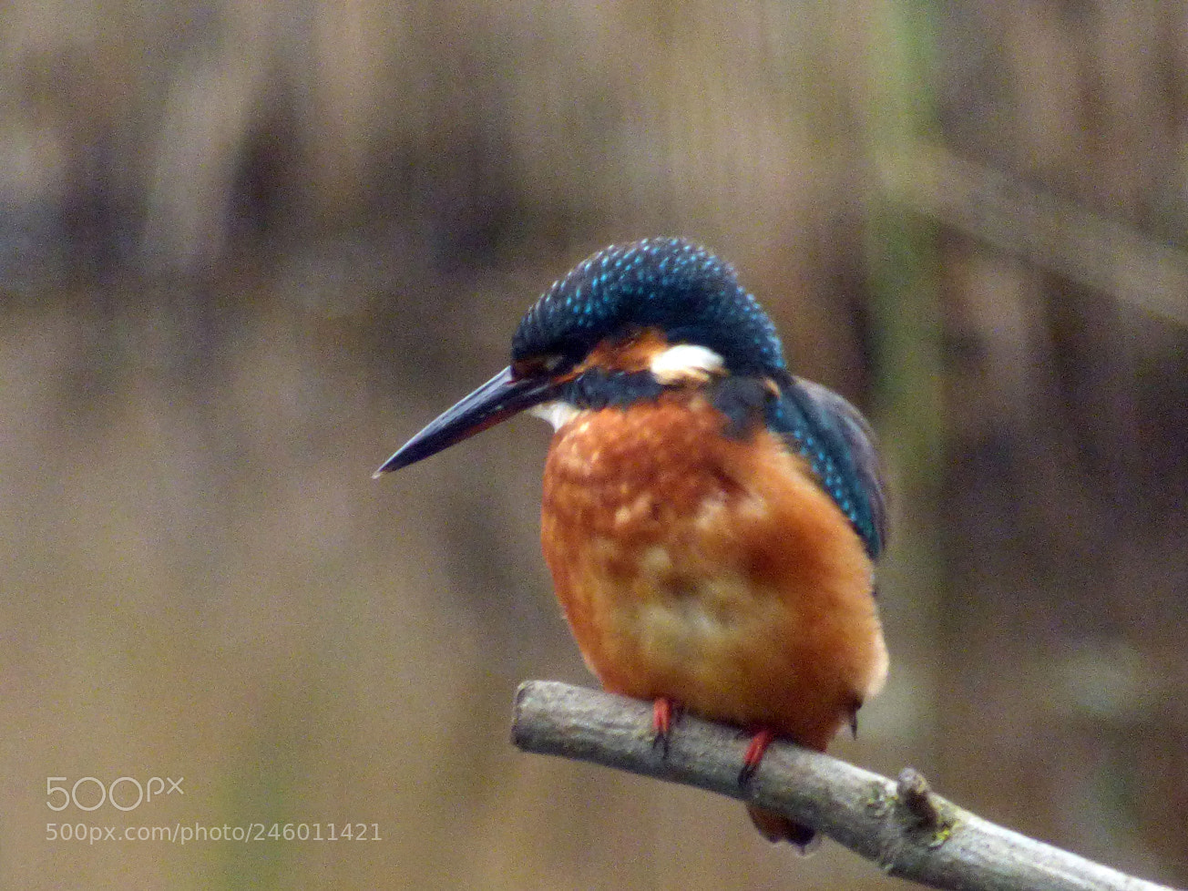 Panasonic DMC-FZ72 sample photo. Kingfisher 2 photography
