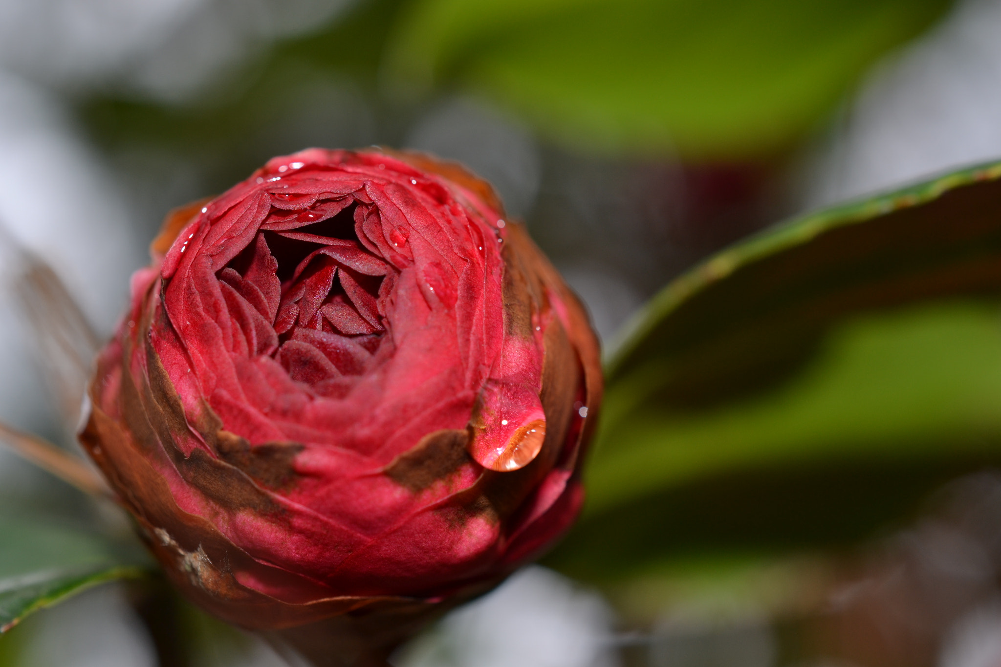 Nikon AF-S DX Micro Nikkor 40mm F2.8 sample photo. Beginnings photography