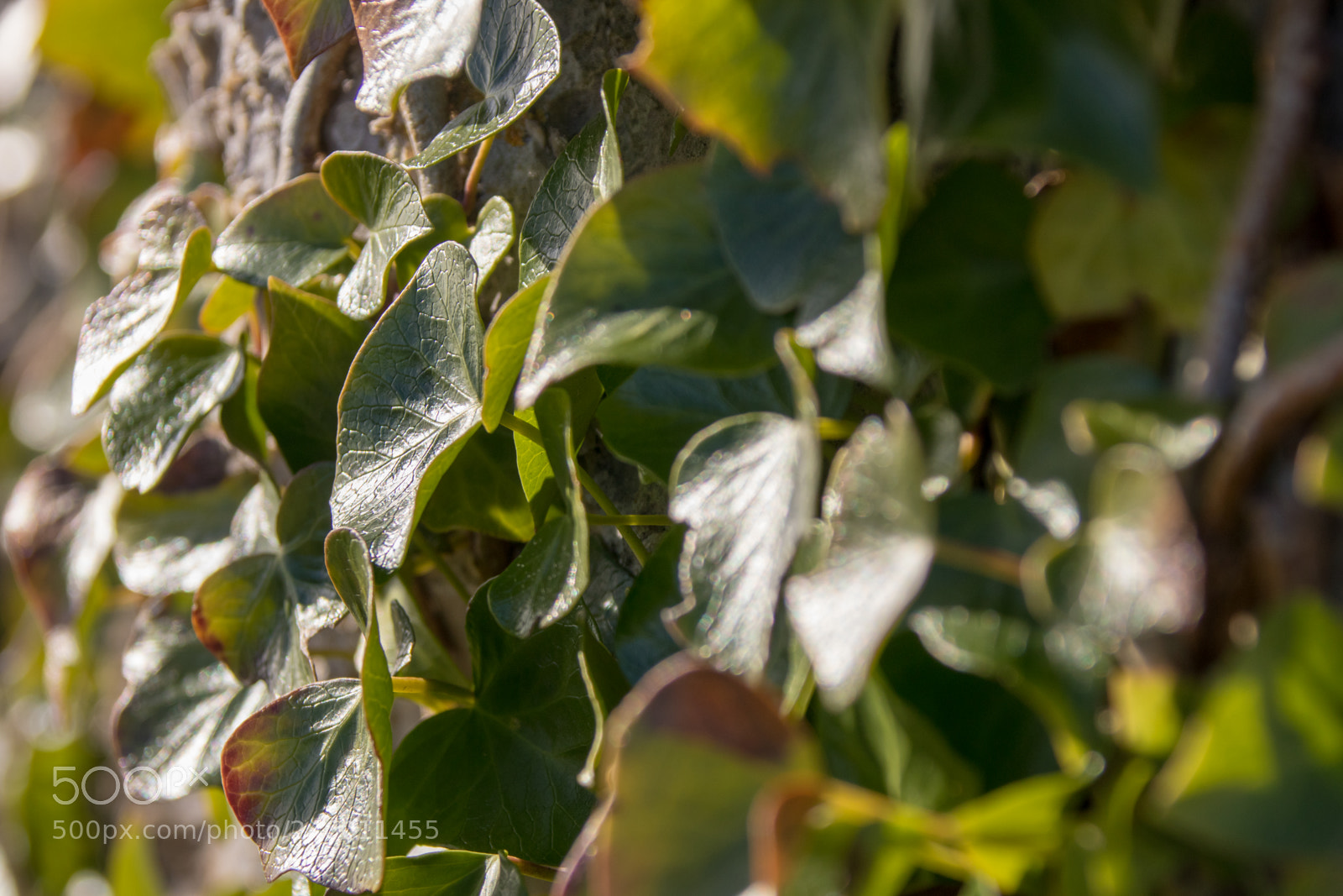 Canon EOS 77D (EOS 9000D / EOS 770D) sample photo. Green leaves photography