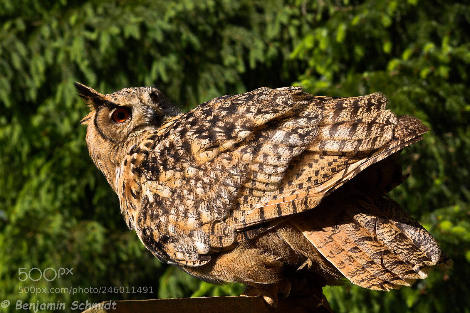Nikon D7200 sample photo. Bird photography