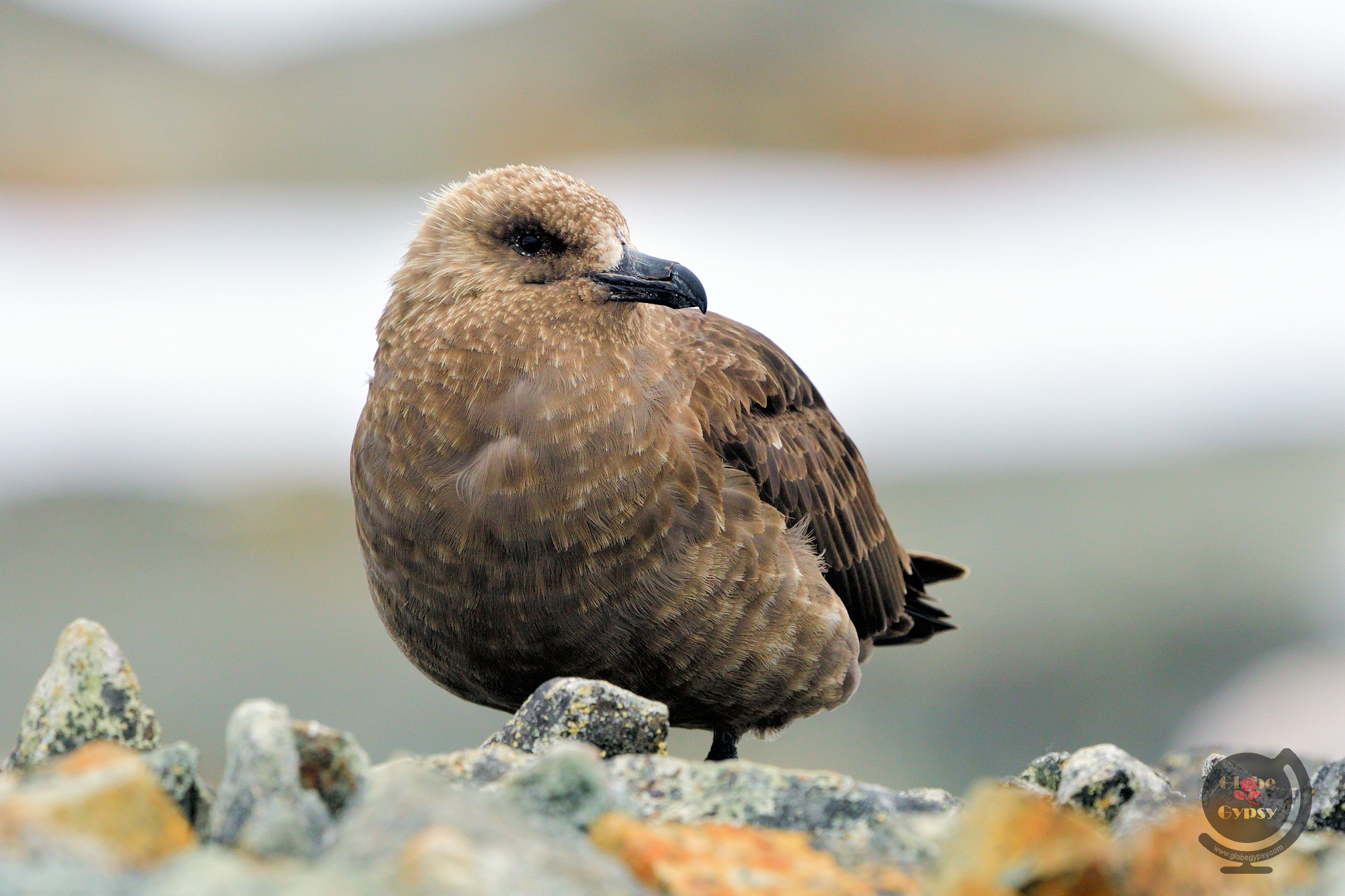 Nikon Nikkor AF-S 300mm F4E PF ED VR sample photo. Skua chick photography