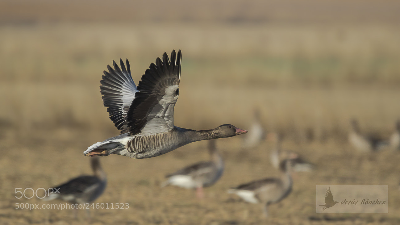 Canon EOS 7D Mark II sample photo. Nsar com n anser photography