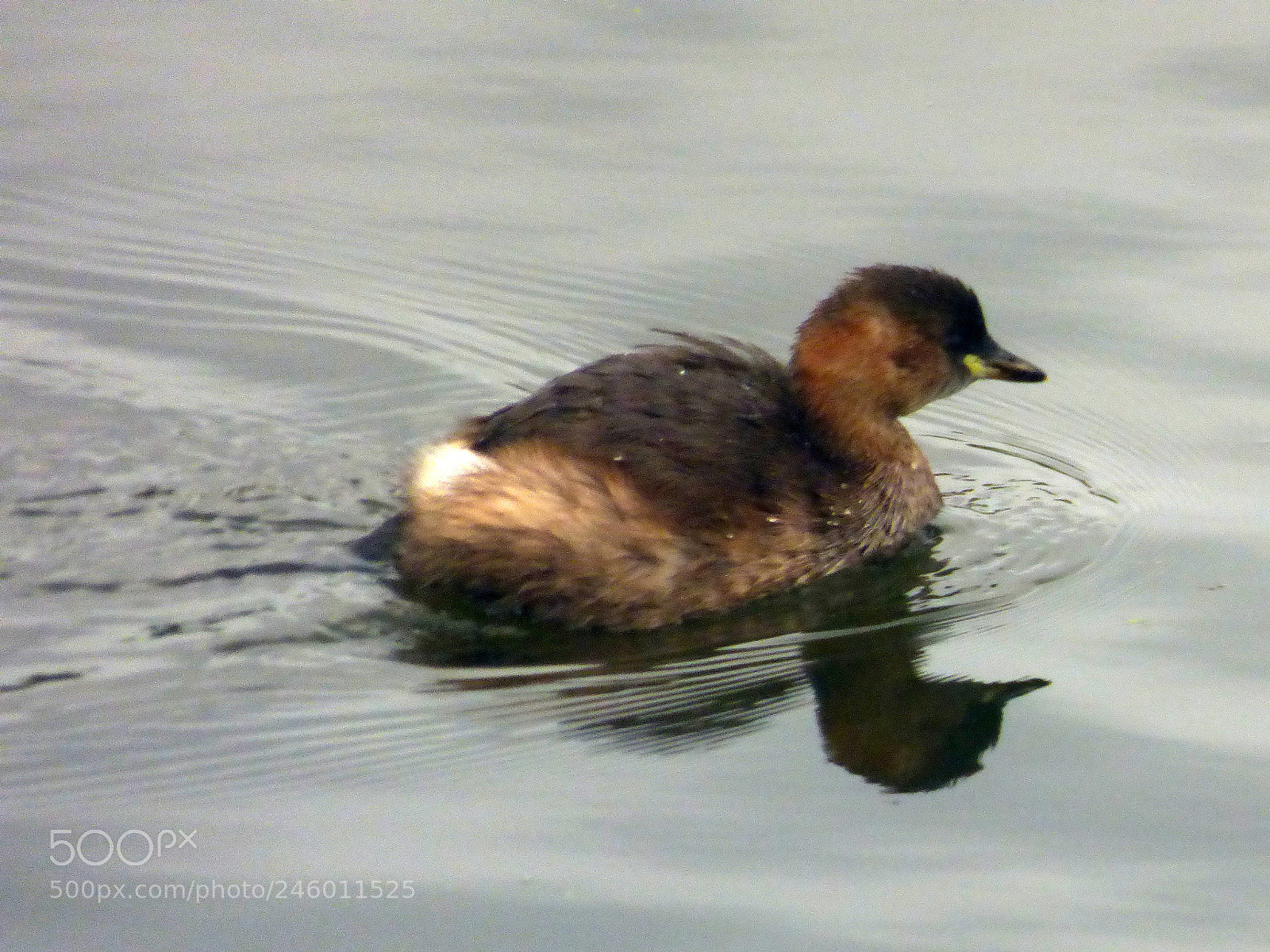 Panasonic DMC-FZ72 sample photo. Dabchick photography