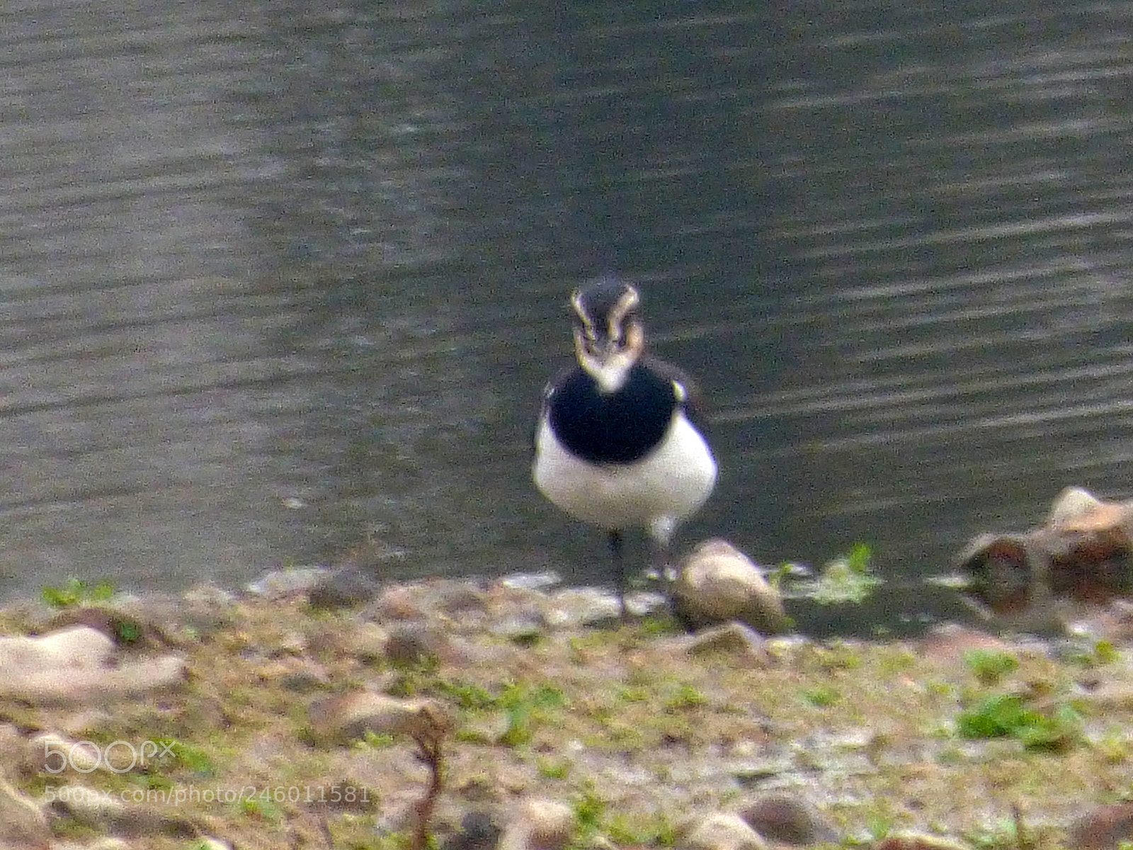 Panasonic DMC-FZ72 sample photo. Lapwing photography