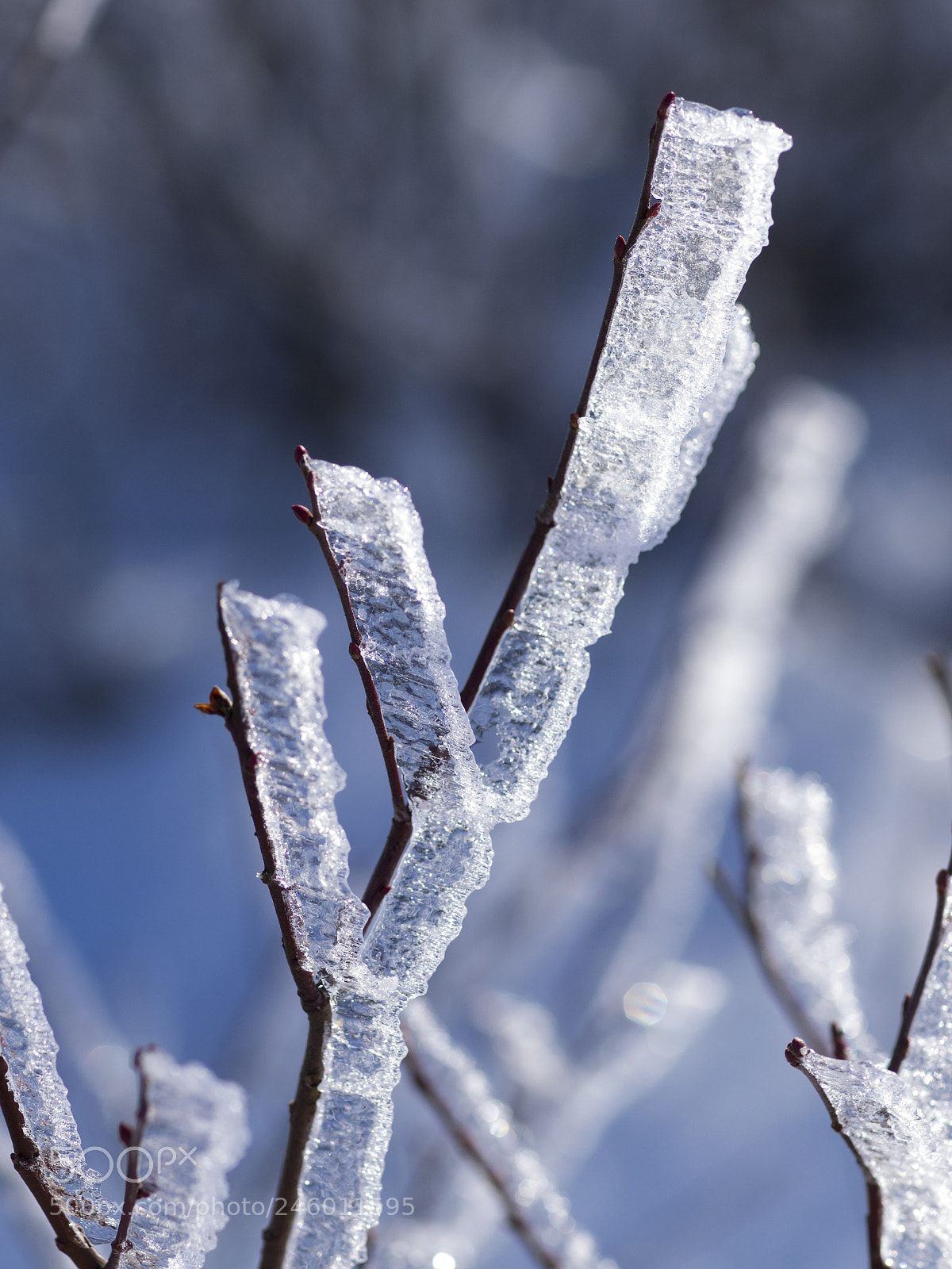 Olympus OM-D E-M1 sample photo. Close-up frozen branches photography