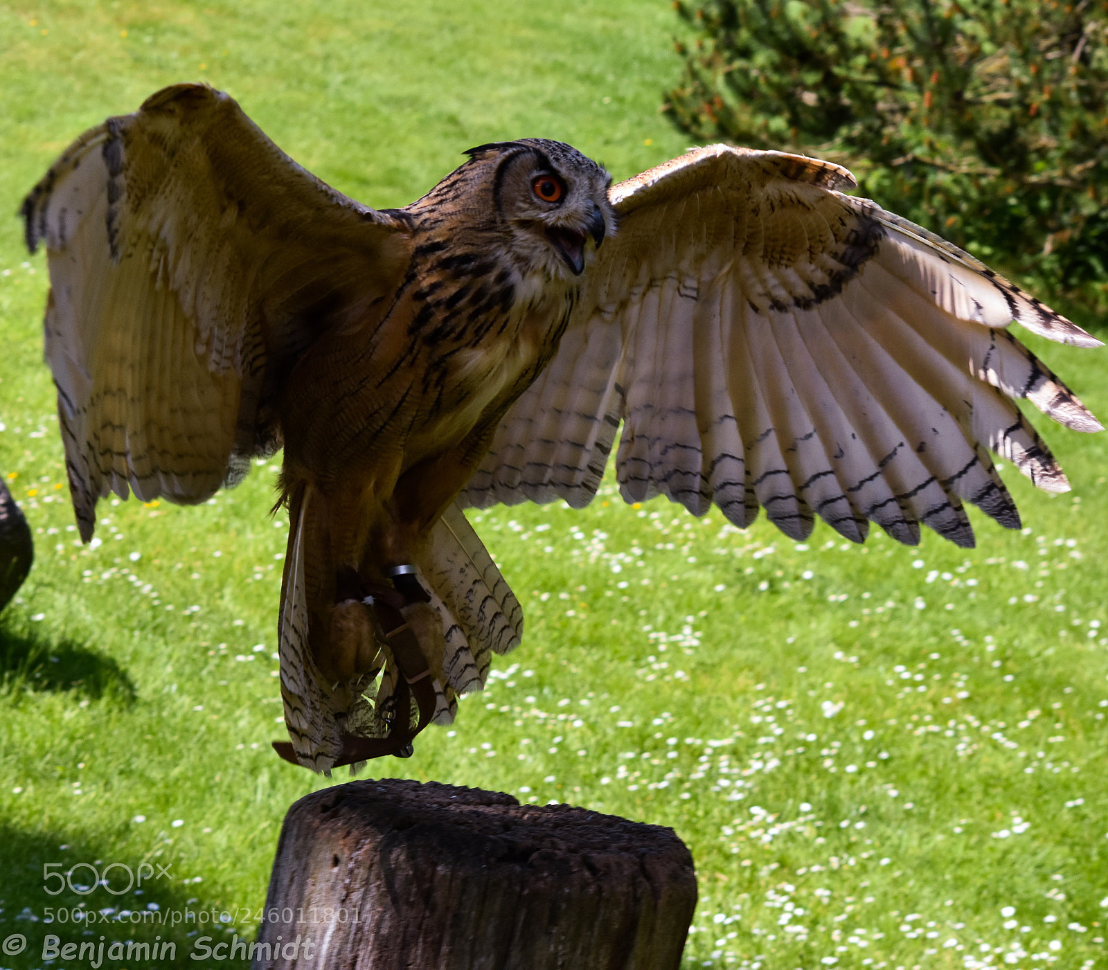 Nikon D7200 sample photo. Bird photography