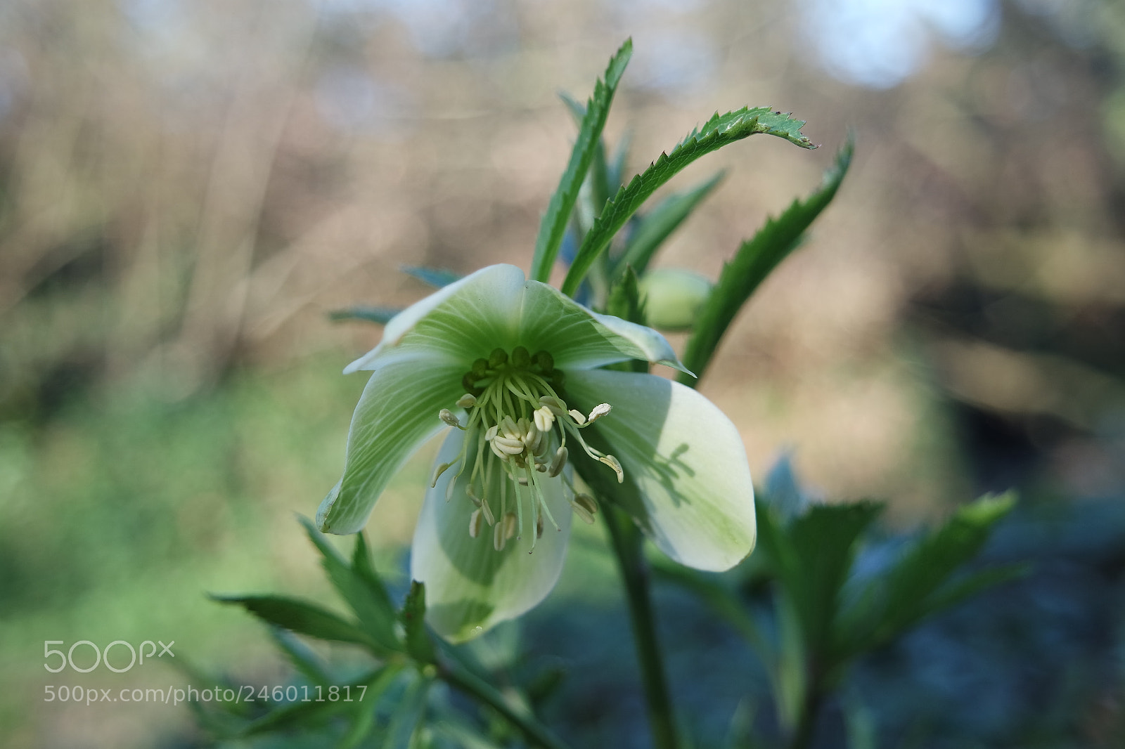 Samsung NX3000 sample photo. Flower nature photography