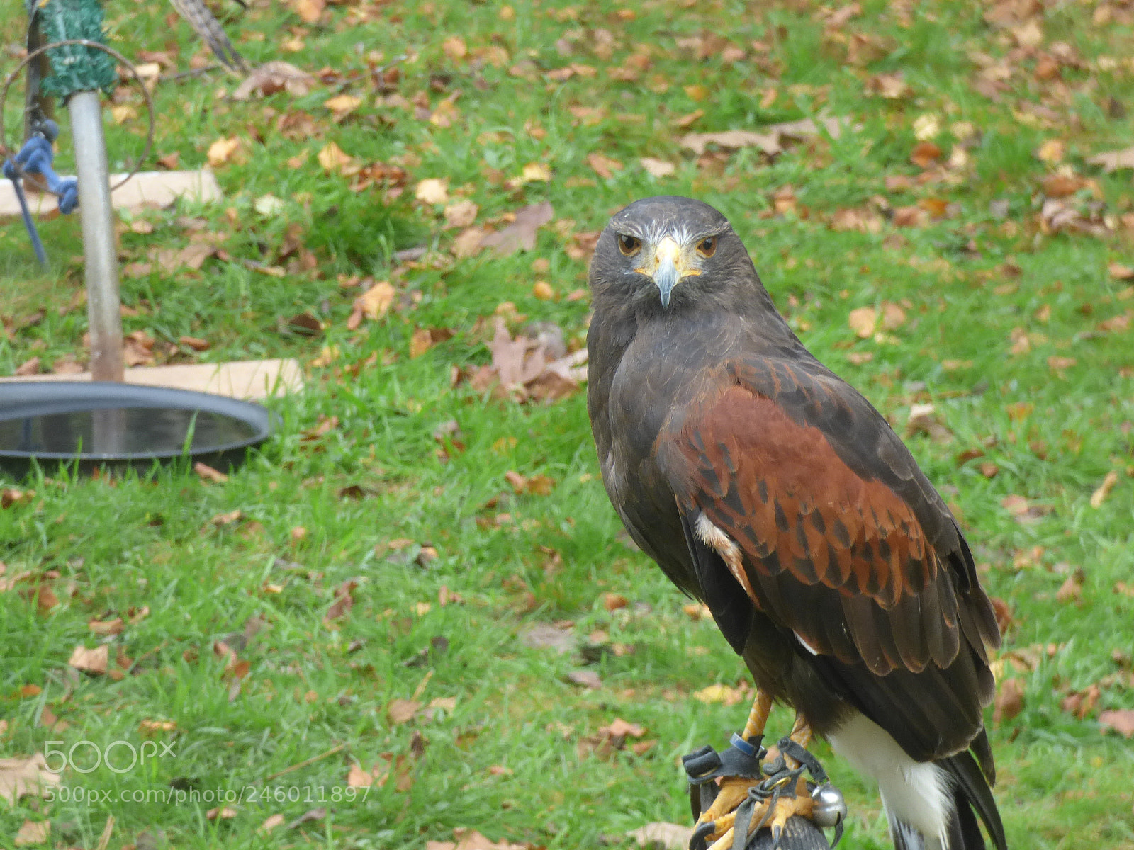 Panasonic DMC-FZ72 sample photo. Harris hawk photography