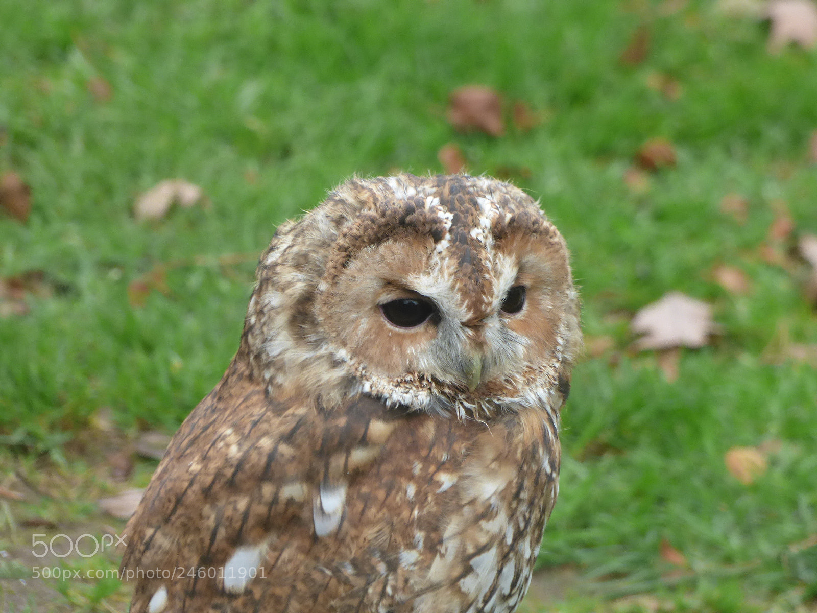 Panasonic DMC-FZ72 sample photo. Tawny owl photography