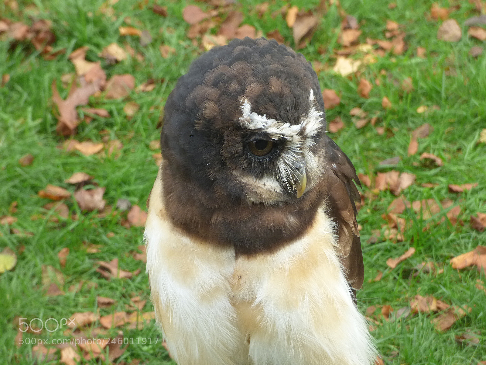 Panasonic DMC-FZ72 sample photo. Spectacled owl photography