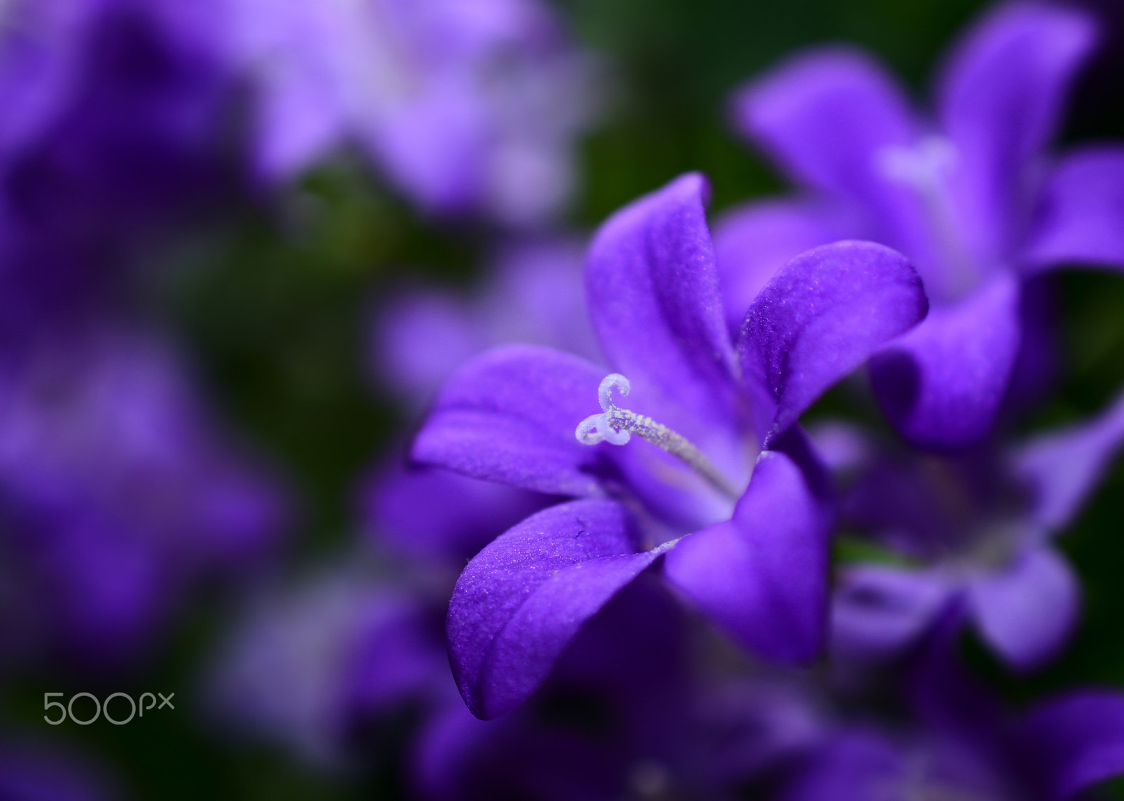 Nikon AF-S DX Micro Nikkor 40mm F2.8 sample photo. * delicate * photography