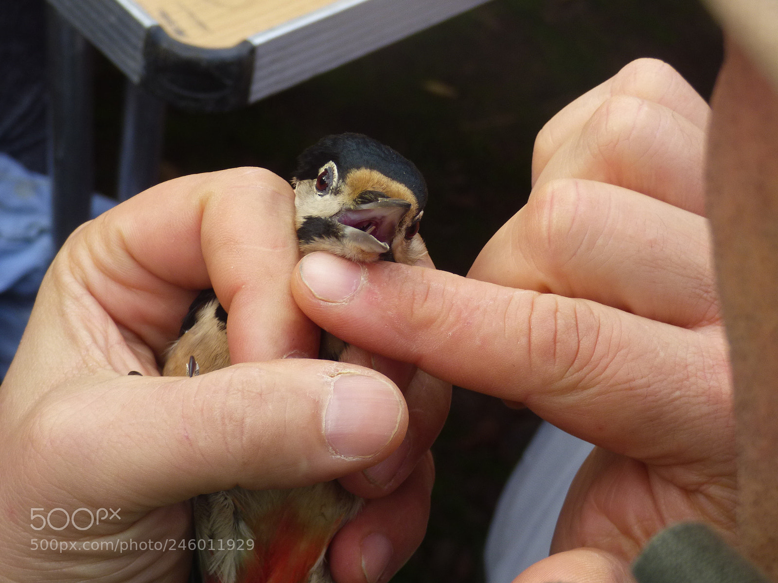 Panasonic DMC-FZ72 sample photo. Greater spotted woodpecker photography