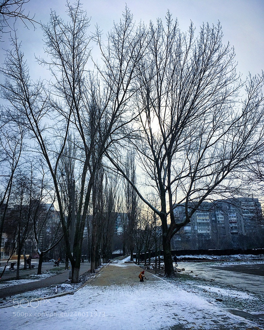 Apple iPhone SE sample photo. Naked trees photography