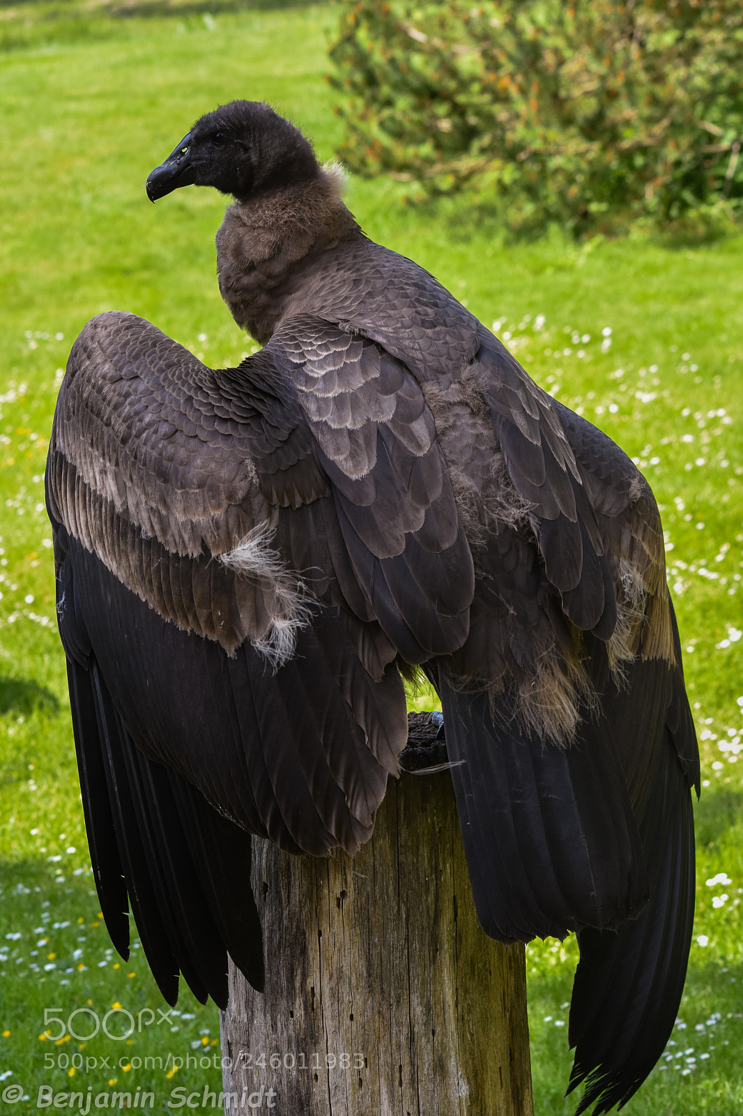 Nikon D7200 sample photo. Bird photography