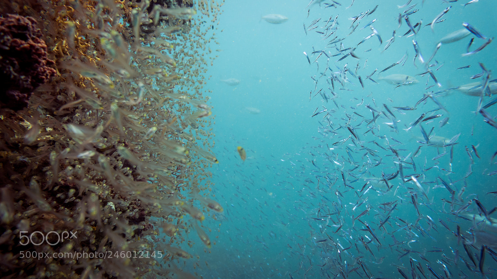 Sony Cyber-shot DSC-RX100 II sample photo. Sealife flag photography