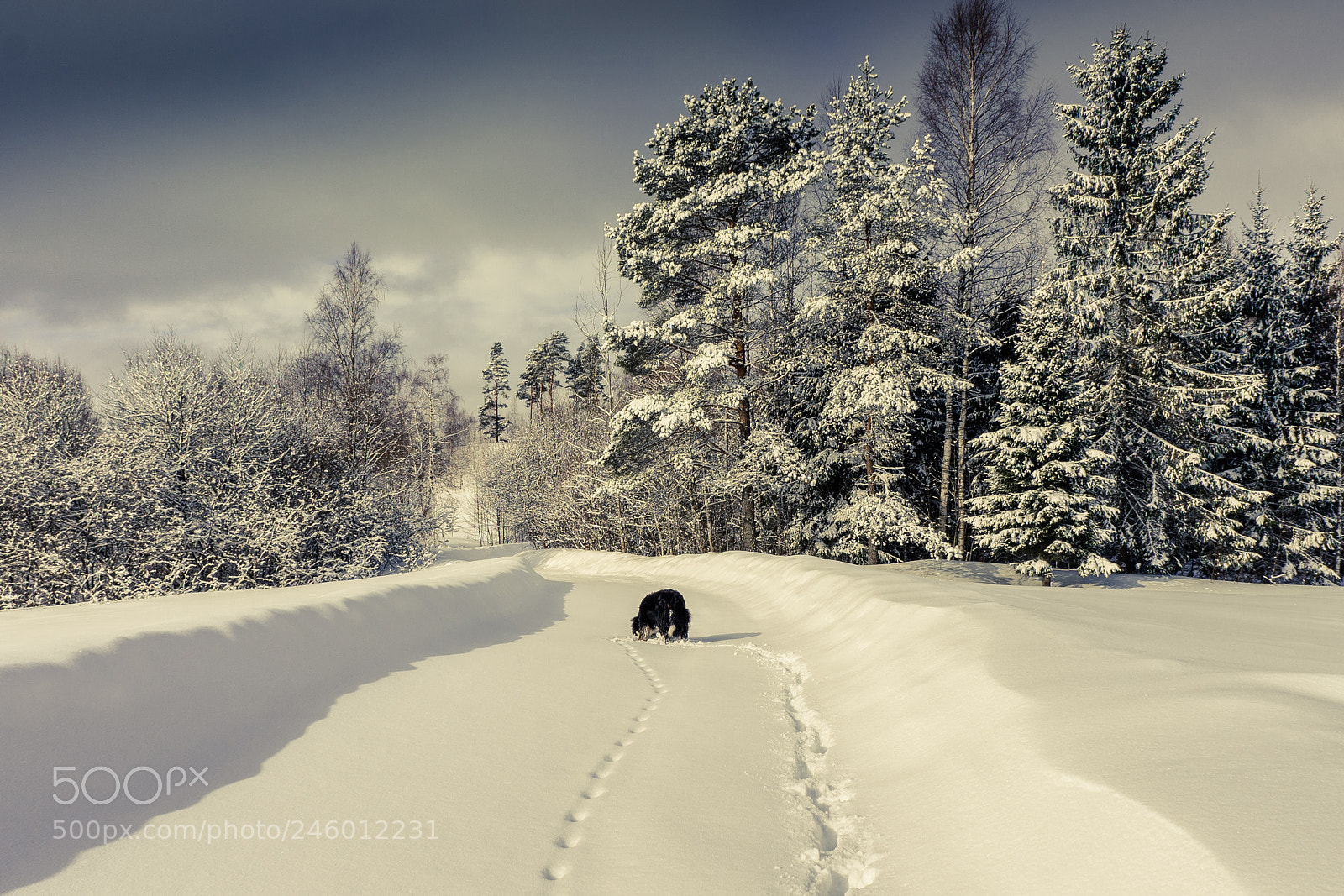 Sony Alpha NEX-5N sample photo. Steps in snow photography