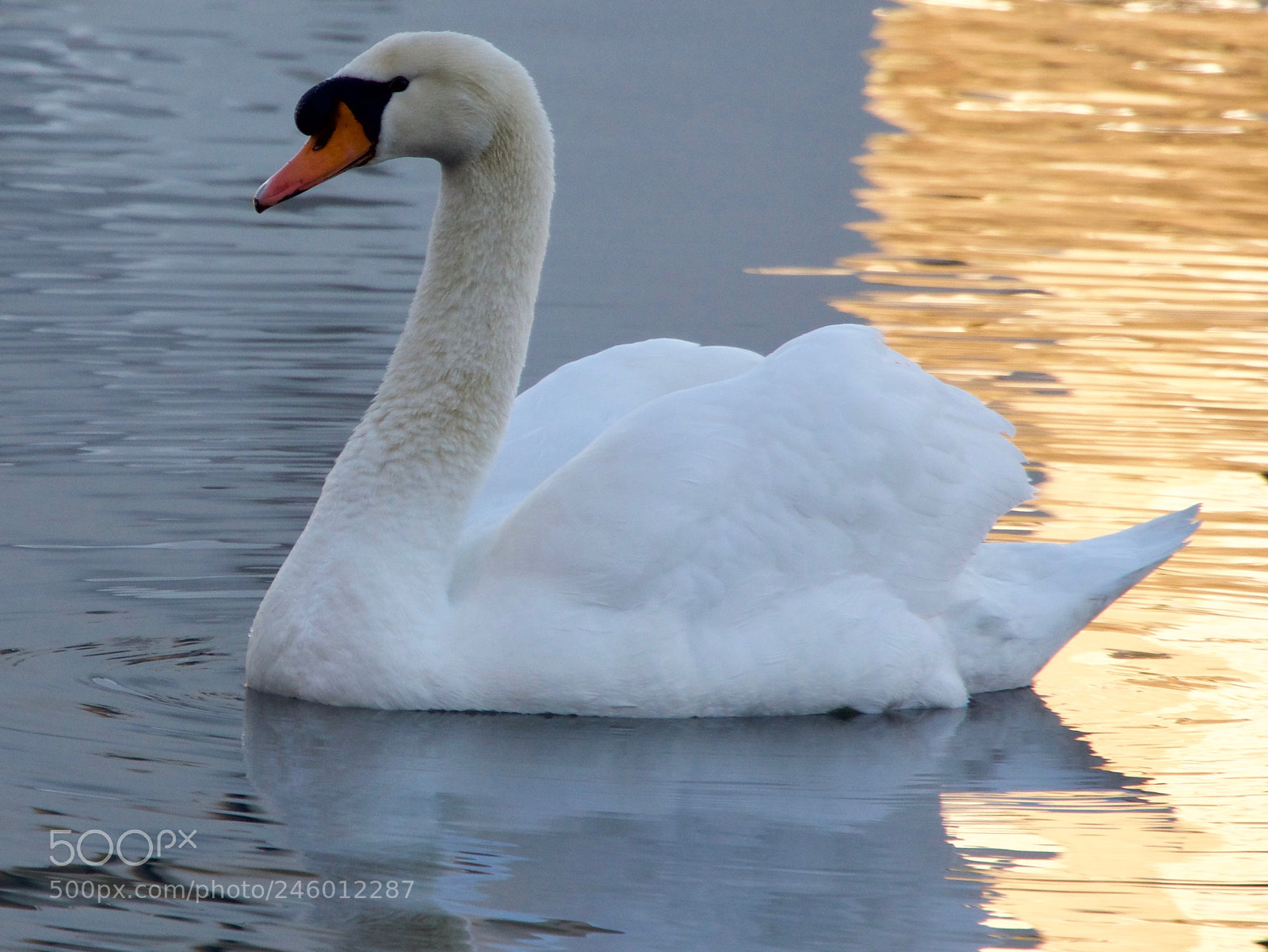 Panasonic Lumix DC-GH5 sample photo. Cygne photography