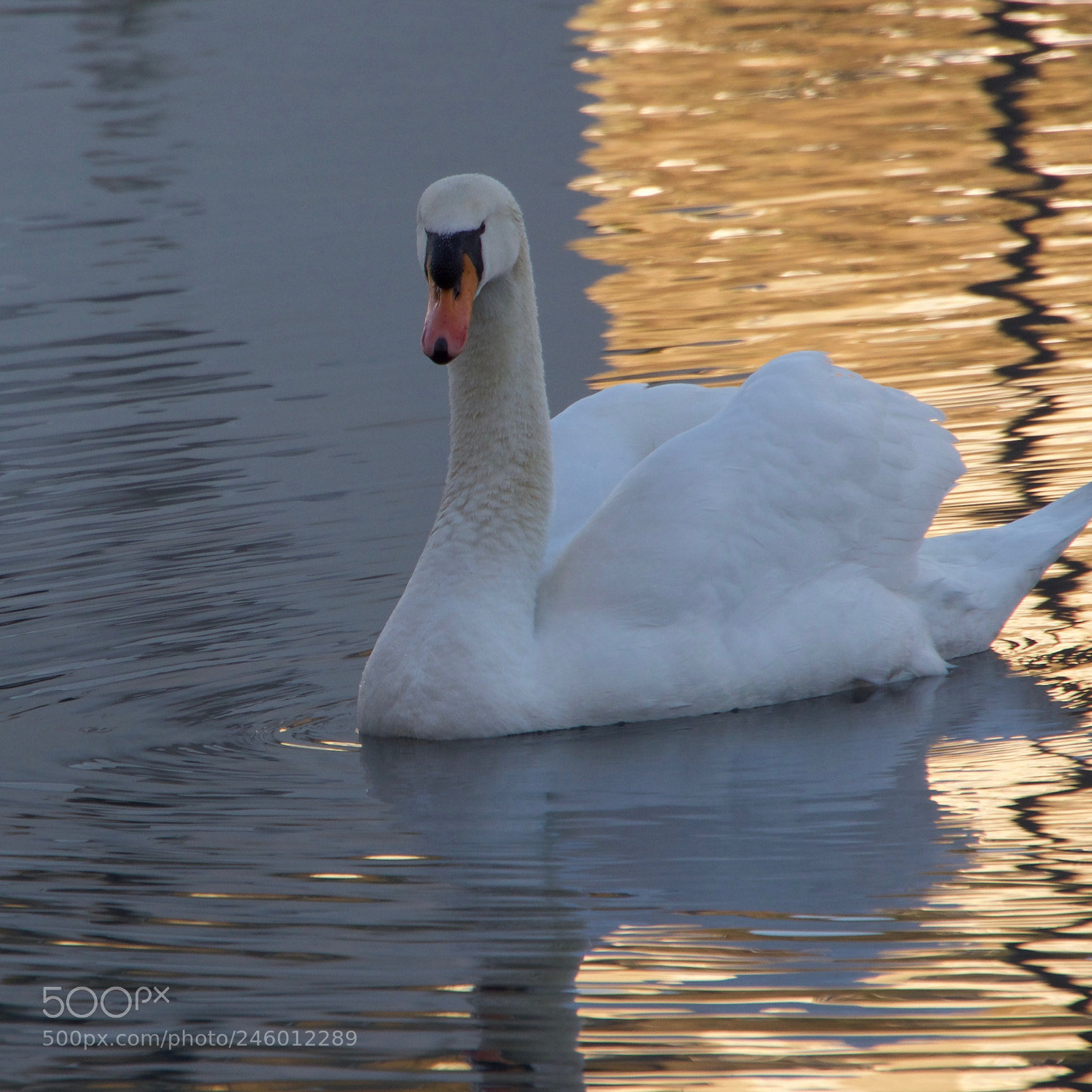 Panasonic Lumix DC-GH5 sample photo. Cygne photography