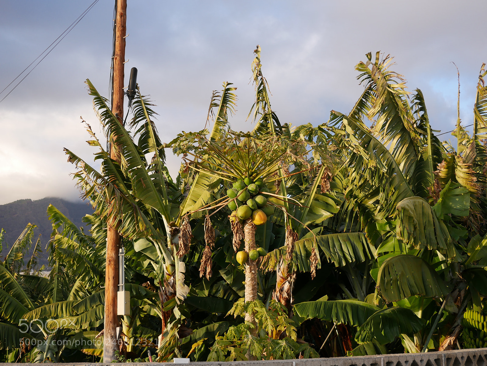 Panasonic DMC-G70 sample photo. La palma photography