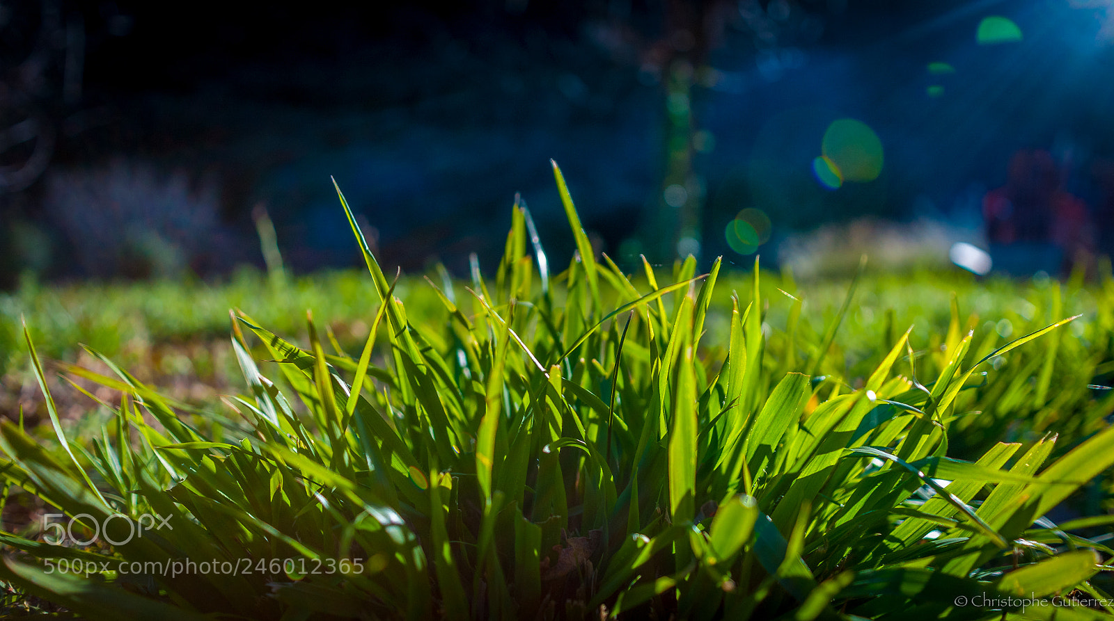 Nikon D300 sample photo. Green garden photography