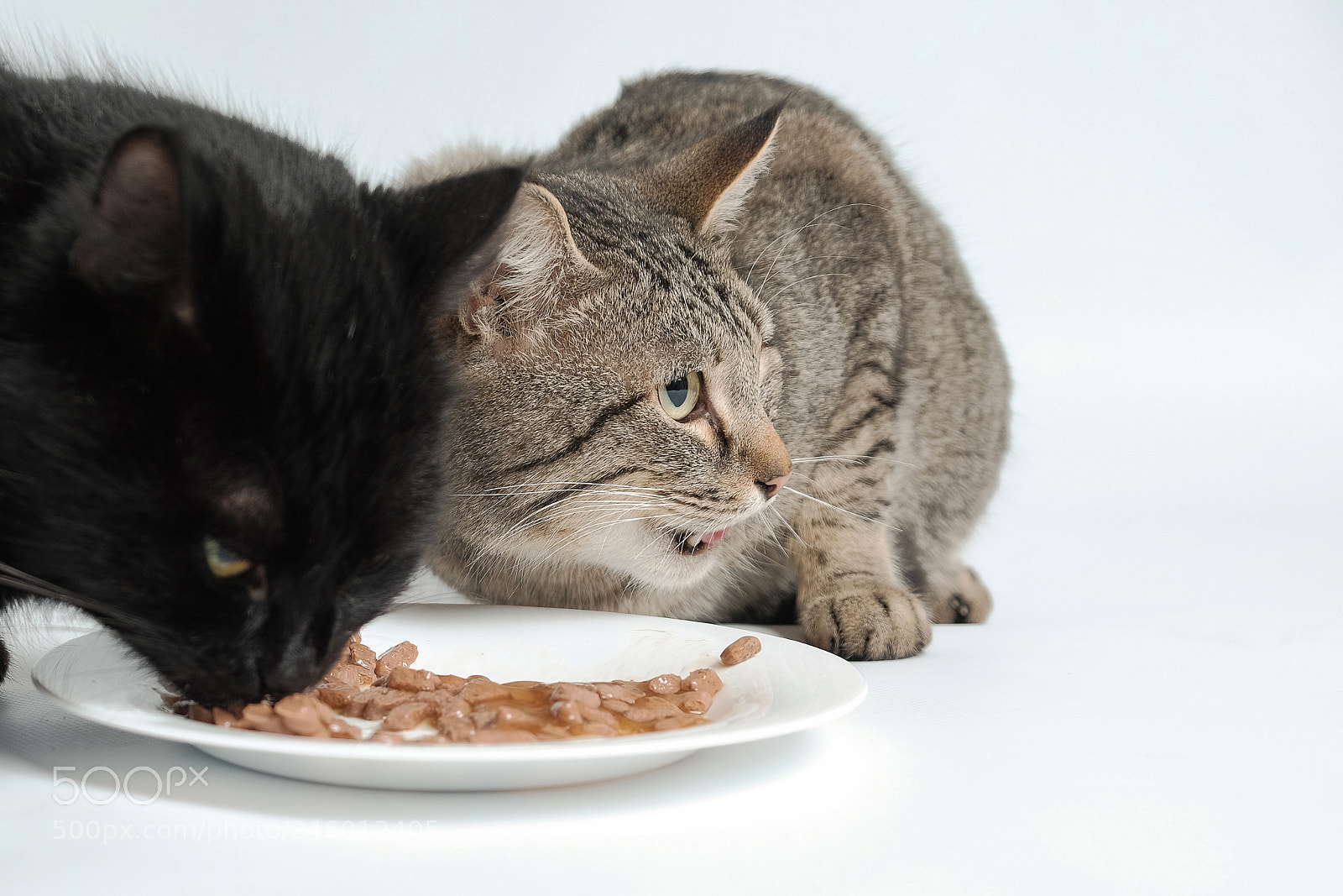Fujifilm X-T1 sample photo. Two cats eating cat photography