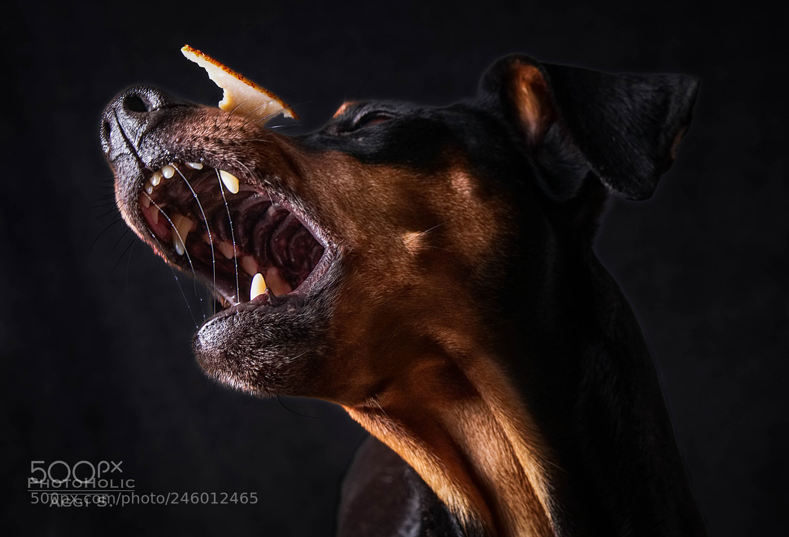 Pentax K-5 IIs sample photo. Doggys snack photography