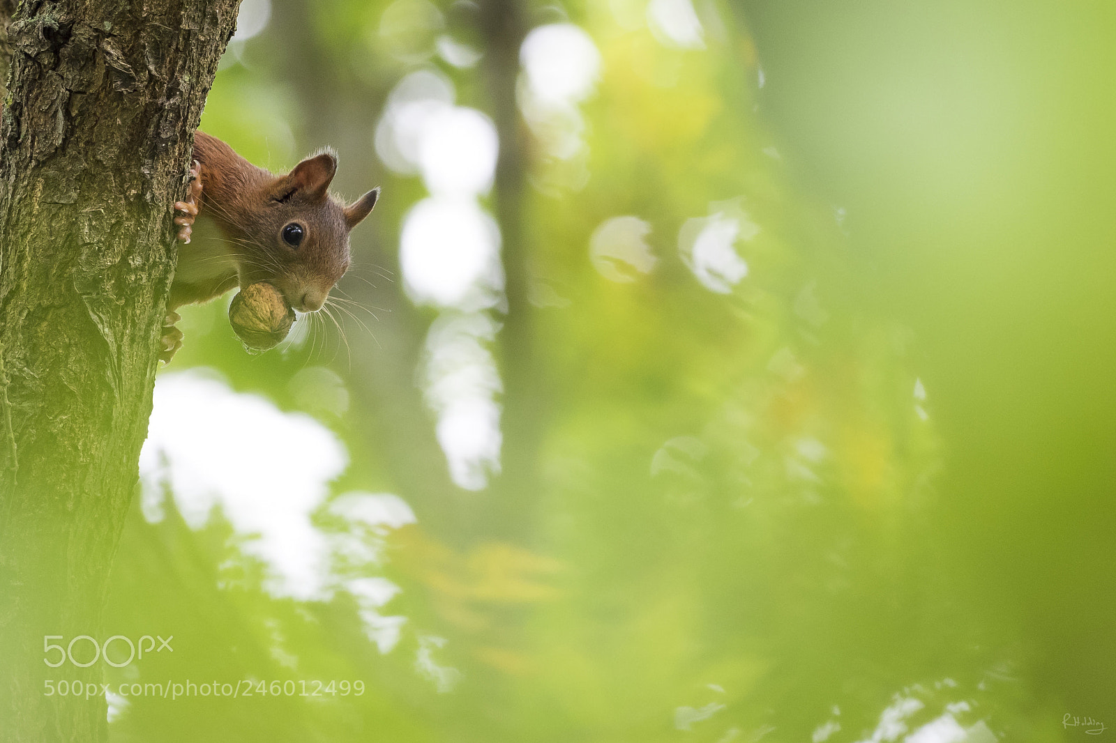 Olympus OM-D E-M1 sample photo. Squirrel & nut photography