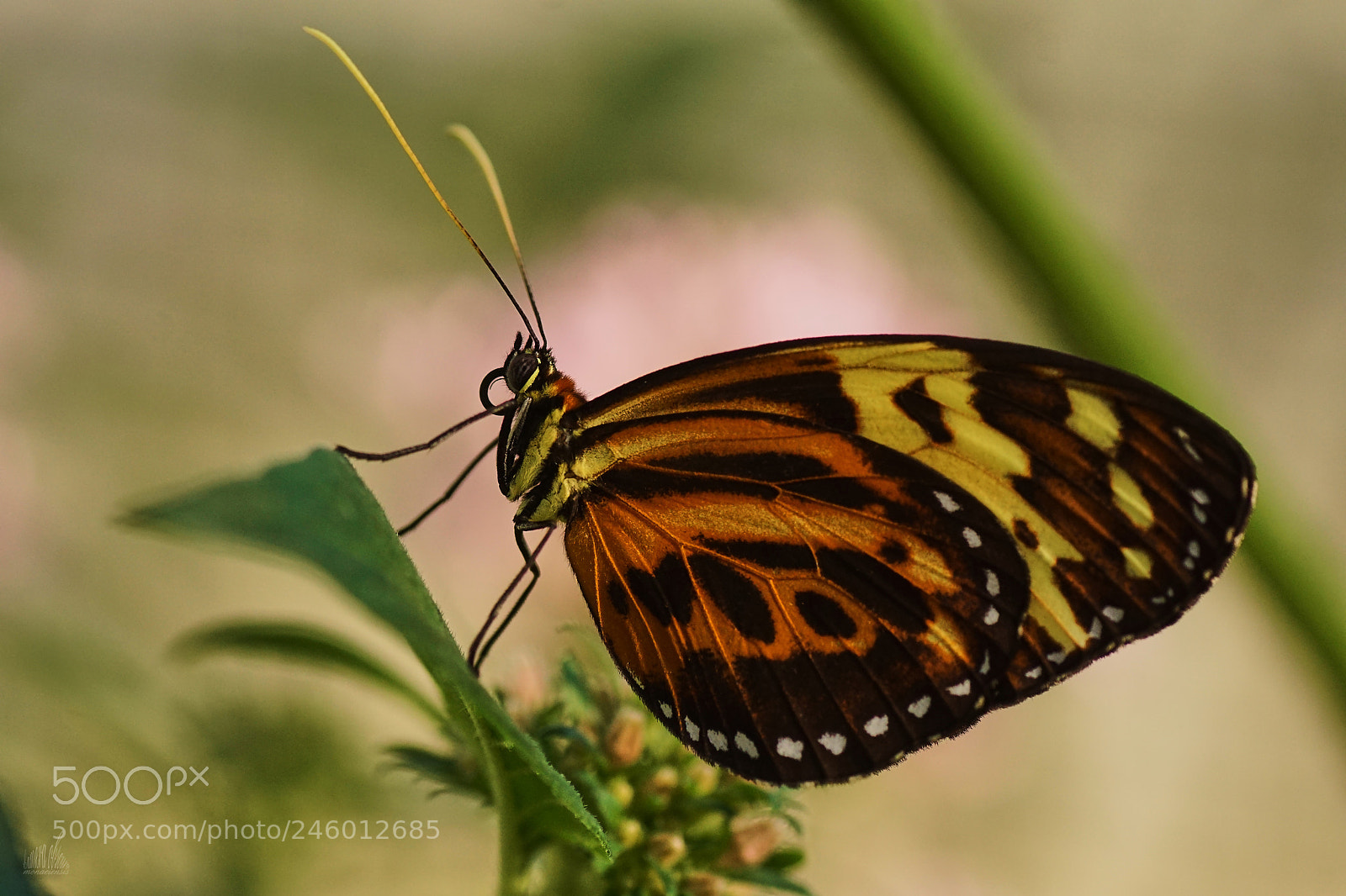 Sony ILCA-77M2 sample photo. Heliconius photography