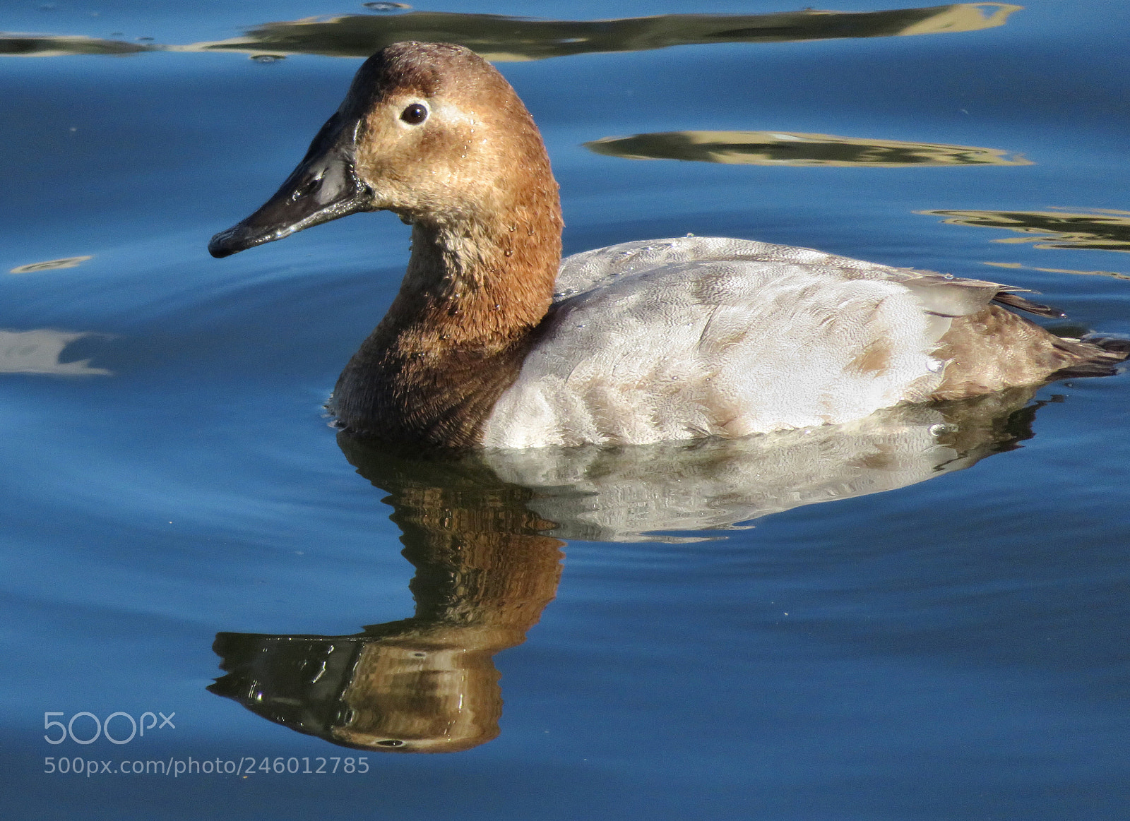Canon PowerShot SX720 HS sample photo. Female canvasback photography