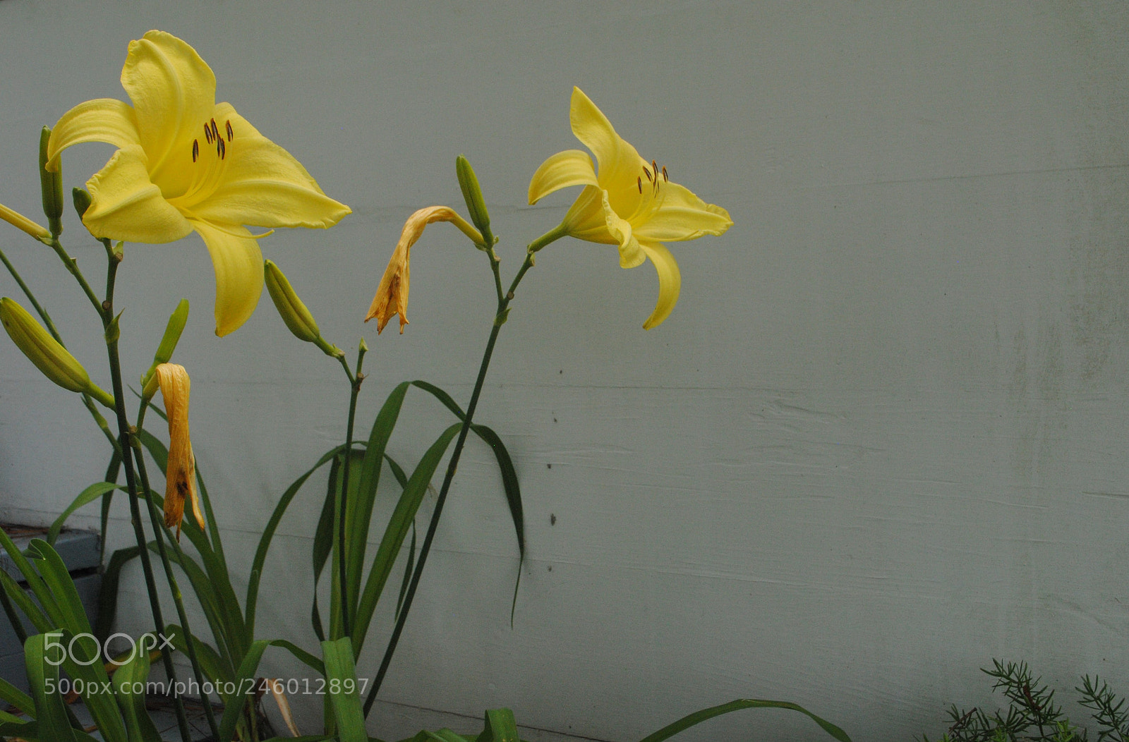 Nikon D3000 sample photo. Yellow photography