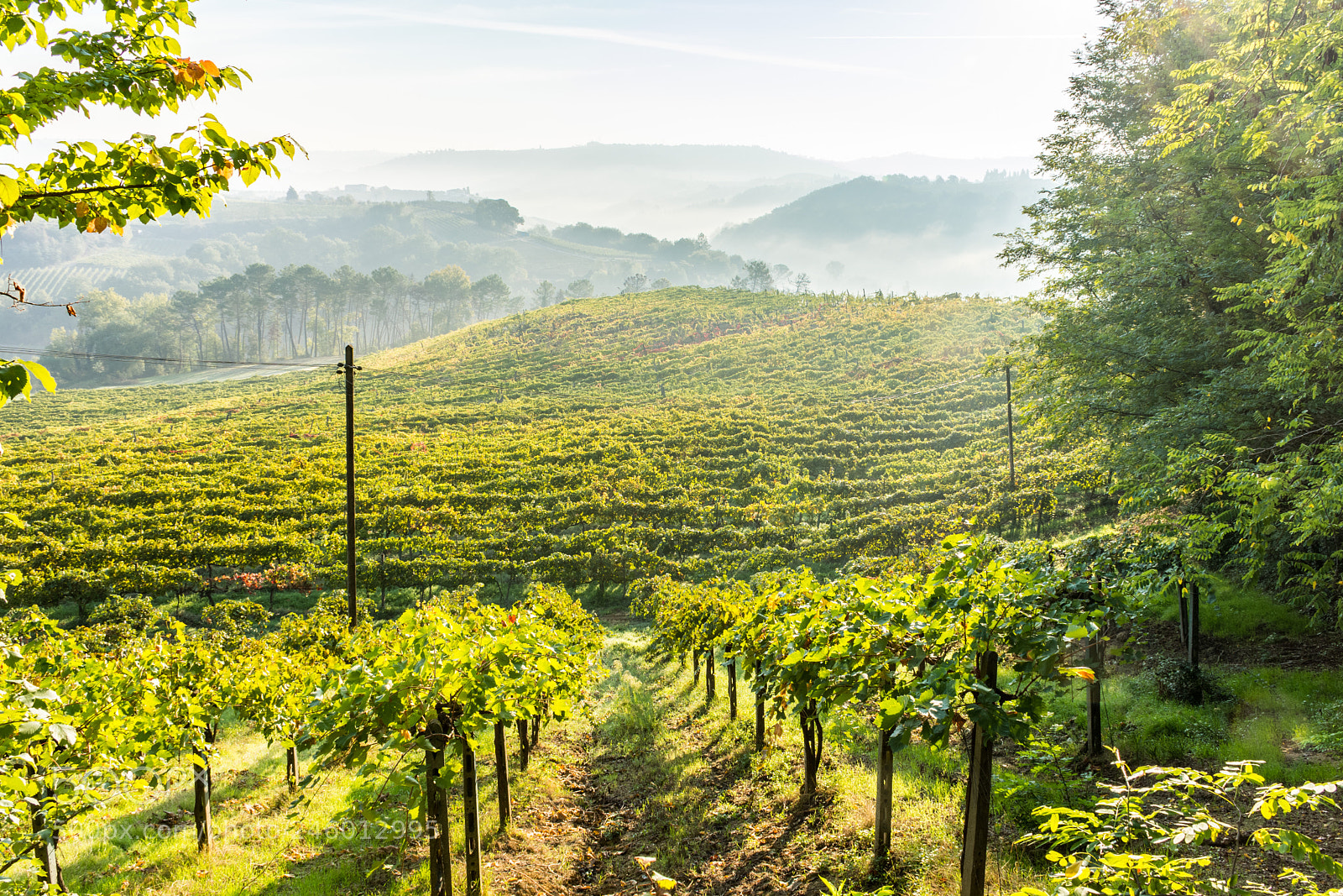 Nikon D7200 sample photo. Vineyard in the morning photography
