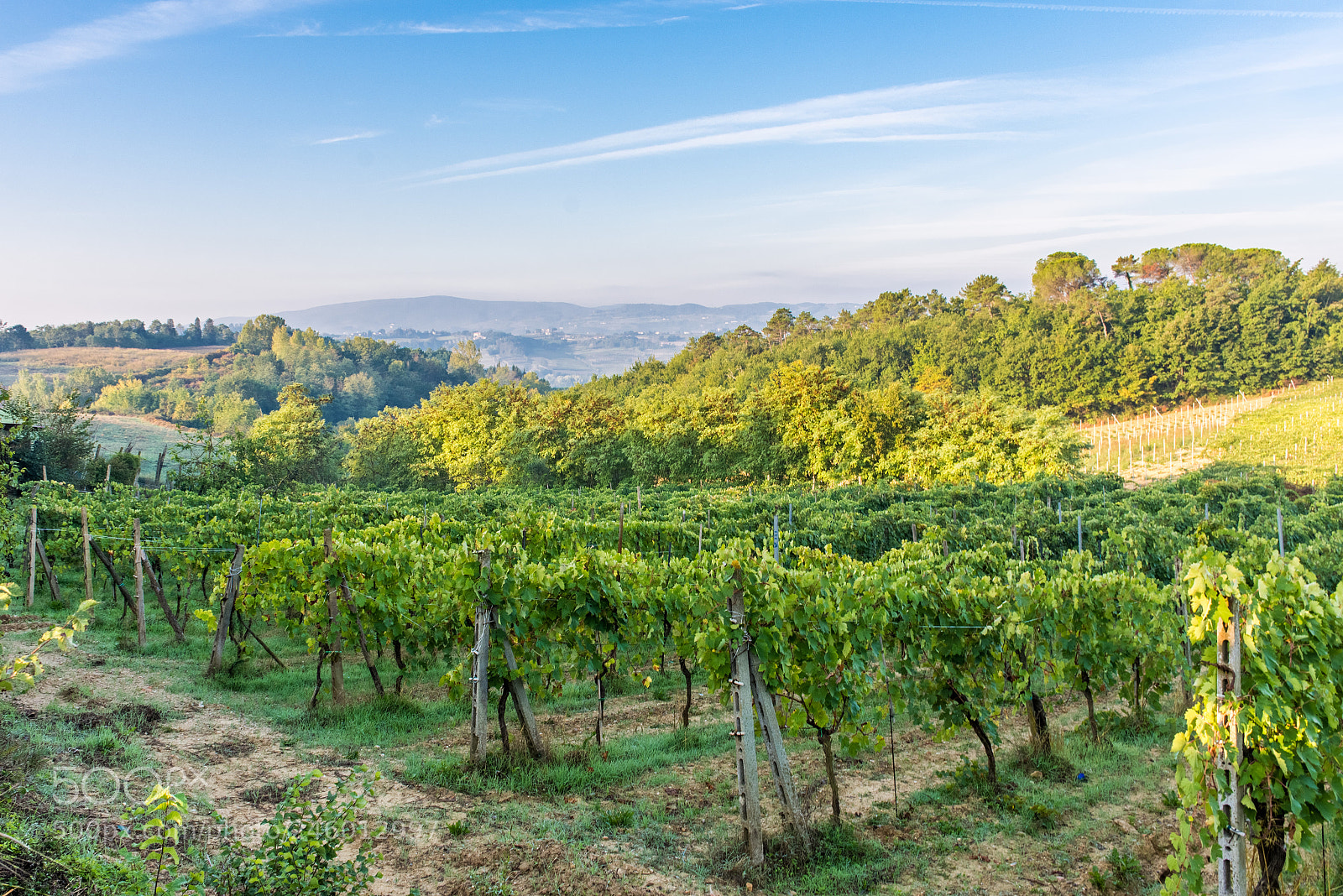Nikon D7200 sample photo. Vineyard in the morning photography
