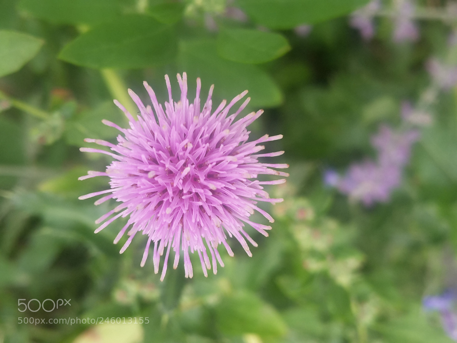 Samsung Galaxy S5 Mini sample photo. Untitled photography