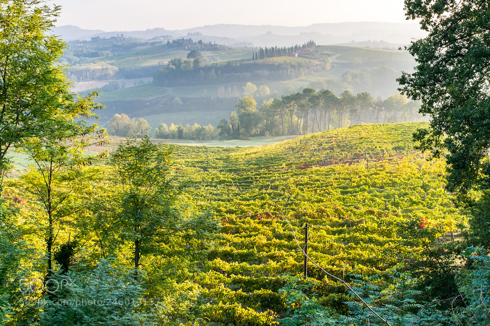 Nikon D7200 sample photo. Vineyard in the morning photography