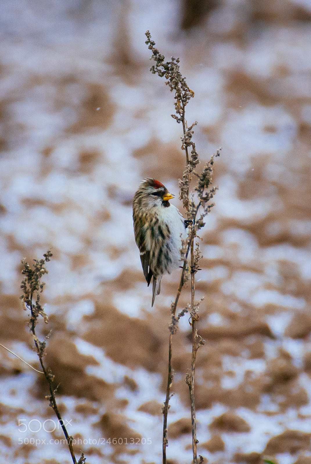 Nikon D60 sample photo. Common redpole female photography