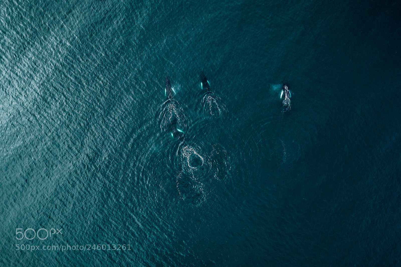 DJI FC220 sample photo. Humpbacks - full story photography