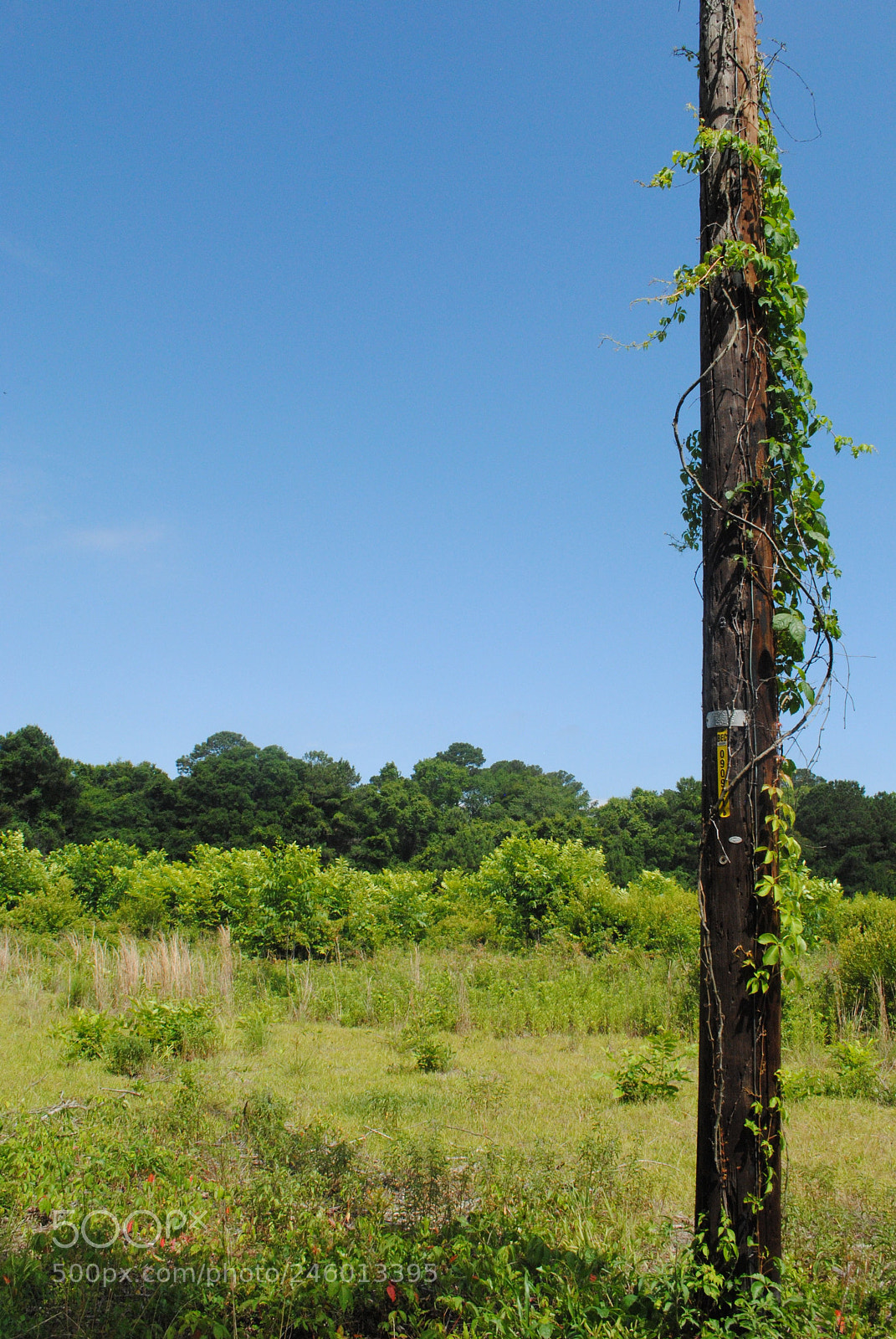 Nikon D3000 sample photo. Overgrown photography